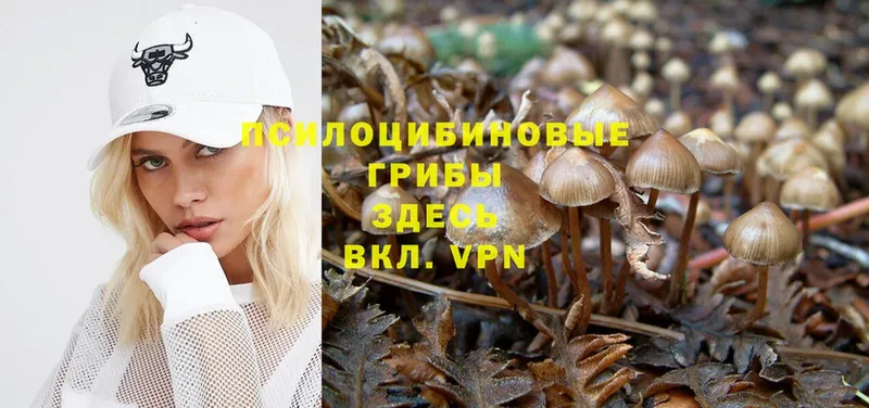 Галлюциногенные грибы Cubensis  где продают наркотики  Кимры 